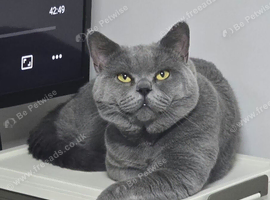 Wanted: British Shorthair Female for Mating