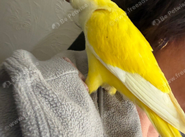 Lutino Handreared quaker