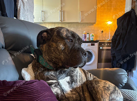 Male dog canecorso