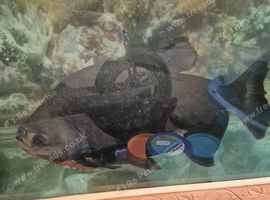 Large pacu