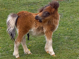 Tawna Raffles Show Quality Miniature Shetland Colt Foal