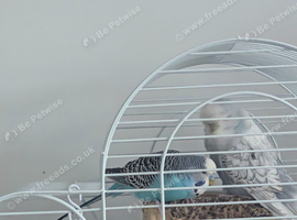 2 budgies