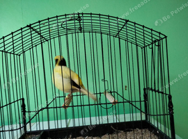 Hen Fife Canary Variegated Buff