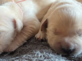 Golden retriever pups  1 females and 3 males