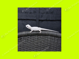BEARDED DRAGON