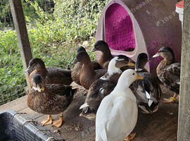 Male Call Ducks