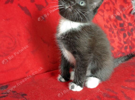 kitten for sale