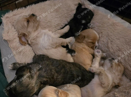 6 cava-tzu puppies for sale