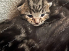 Stunning Bengal X kittens