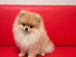 Female Pomeranian puppy mini