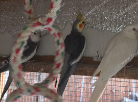 Cockatiel and Kakariki pairs
