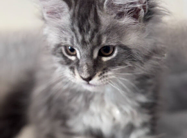 Wonderful Maine Coon kittens from titled GCCF parents