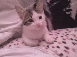 1 tabby and white females