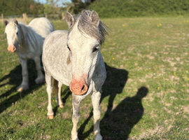 Welsh Section A Gelding
