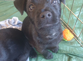 One female Patterdale terrier for sale