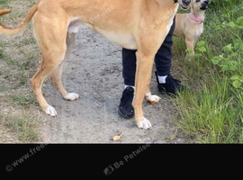 Saluki greyhound Lurcher