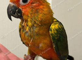 Son conures silly tamed babies available