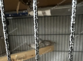 SILVER Bangalese finch pair NOT Brown