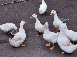 Aylesbury drake