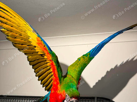 Harlequin macaw