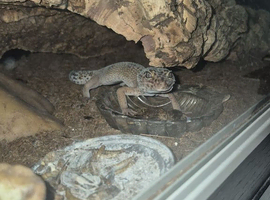 Gecko - 'Lesley' with full set up