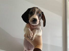 DACHSHUND PUPPY READY TO GO