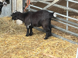 Pygmy female goat kids