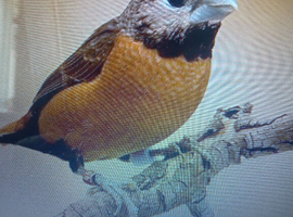 cock grey crowned mannikins wanted