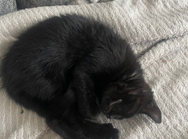 Kitten