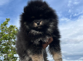 Teddy bear pomerian