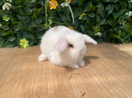 Mini lops Does and bucks