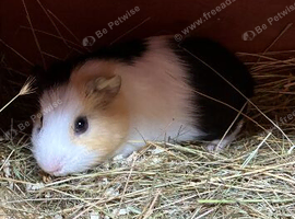 Baby sow/boar Guinea pigs Ready to go!!