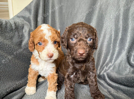 Beautiful cockapoo  Puppies boys and girls
