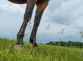 Sole use of horse yard