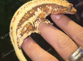 Female crwsted geckos for sale