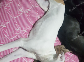 Dog for sale