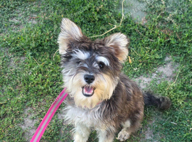 KC 8 month old girl