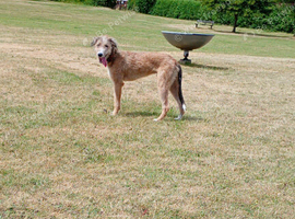 Wheaton x greyhound