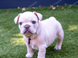 Cream Frenchie pups-Dad 3rd Gen KC reg/Mum 5-panel clear