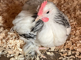 Colombian pekins pullets