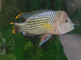 Green terror cichlid