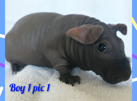 Beautiful bonded baby brothers skinny pigs