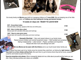 Kittens for sale