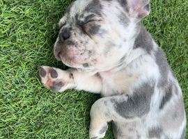 French bulldog puppies