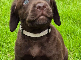 Exceptional KC Reg Chocolate Labrador Puppies