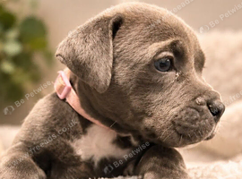8 ABKC REGISTERED POCKET BULLYS