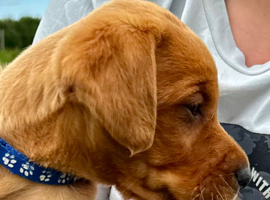 Beautiful Black & Red/Yellow Pure Breed Labrador Puppies For Loving Family/Working Homes