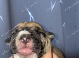 *** PRESA CANARIO X AMERICAN BULLDOG***
