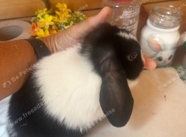 Mini lop