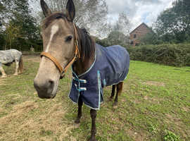 Looking for grass Livery near Midhurst/Chichester